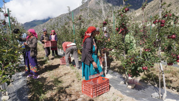 मुस्ताङमा ‘हाइब्रिड’ स्याउ उत्पादनमा वृद्धि