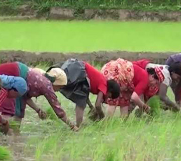 ९७ प्रतिशत रोपाइँ सम्पन्न, यो वर्ष १ लाख मेट्रिक टनभन्दा बढी धान उत्पादन हुने विभागको अनुमान