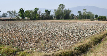 एक बिघामा लगाएको बन्दाकोभी बारीमै सुक्यो, किसान चौधरी भन्छन्- पाँच रुपैयाँमा बेच्न मन मानेन