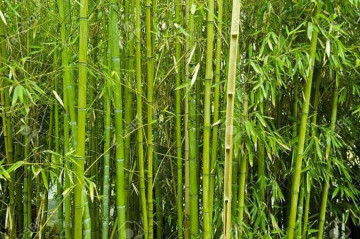 चुरे क्षेत्रमा बाँस रोप्न तयार दाता फर्किए, नयाँ दाता खाेज्दै सरकार