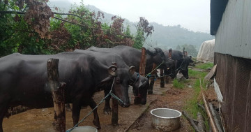 गाँउमै भैँसीपालनबाट मनग्य आम्दानी