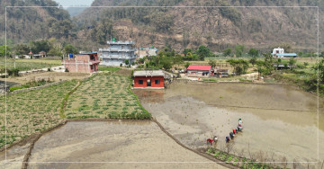 तनहुँका किसानलाई चैते धानखेतीमा आकर्षित गर्न अनुदान