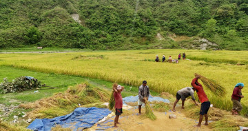 चैते धान थन्क्याउने चटारोमा किसान