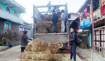 चिराइतोको मूल्य बढ्दो, उत्पादन घट्दो