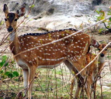 मुस्ताङमा चार कस्तुरी र एउटा फ्याउरो मृत फेला