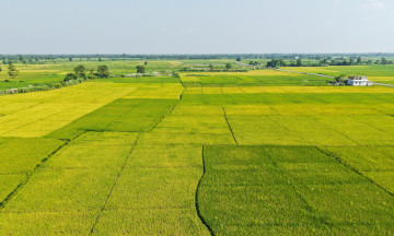 तस्वीरमा ‘अन्नको भण्डार’ बर्दियामा लहलह झुलेका धानको फाँटहरू