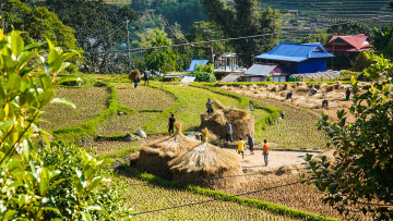 पाँचथरका किसानलाई धान भित्र्याउने चटारो (तस्वीरहरू)