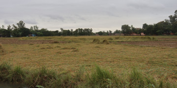 वर्षाका कारण धान भित्र्याउन किसानलाई समस्या