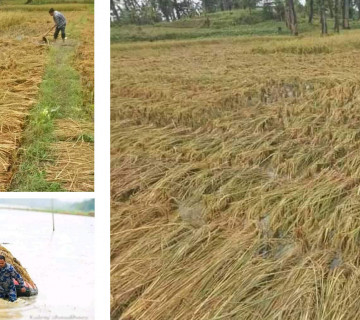 बेमौसमी बाढीले किसानको गाँस खोस्यो, पीडितको प्रश्न- अब पेट कसरी पाल्ने ?