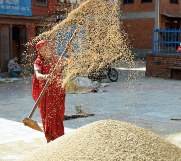 धान बेच्ने पाँचौँ ठूलो देश नेपाल कसरी परनिर्भर बन्यो ?