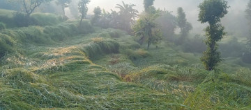 असिनाले धान बाली नष्ट, कृषक चिन्तित