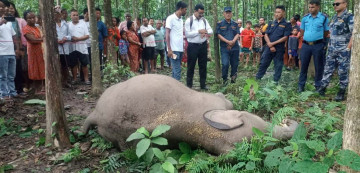 मकुना हात्ती मृत्यु प्रकरणः कार्यदलले स्थलगत अध्ययन सक्यो