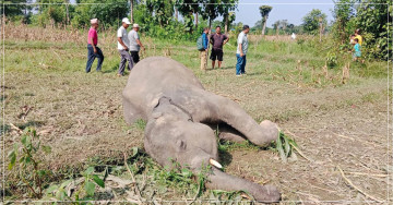 बराहक्षेत्रमा जङ्गली हात्ती मृत फेला