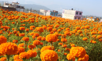 आम्दानीको माध्यम बन्यो सयपत्री फूल 