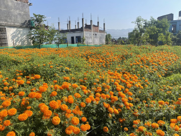 कृत्रिम फूलका मालाले ओझेलमा ‘मखमली र सयपत्री’ 