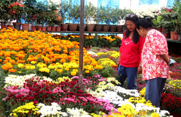 फूल व्यवसायमा ८ अर्ब ८३ करोड लगानी, ५३ हजारलाई रोजगारी