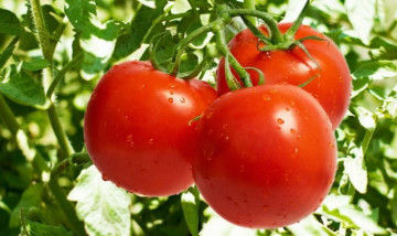 गोलभेँडा ६० रुपैयाँ किलो, प्याजको भाउ कति ?