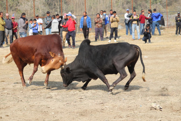 नुवाकोटमा गोरु जुधाएर मनाइयो माघेसङ्क्रान्ति