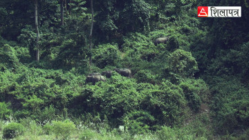 किन पहाड उक्लँदै छन् हात्ती ? (भिडियाेसहित)