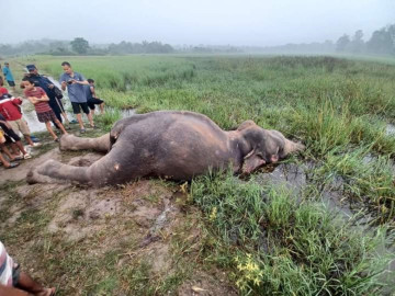 झापामा दलदलमा फसेकाे अवस्थामा हात्ती मृत फेला