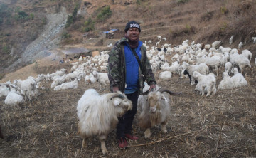 करिब दुई दशक विदेशमा बिताएर भेडिगोठ सम्हाल्न कस्सिएका हिमबहादुर, वार्षिक २५ लाखसम्मको आम्दानी