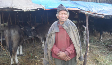 ७० वर्ष पार गरिसक्दा पनि घुम्ती गोठमा रमाइरहेका तुलाचन