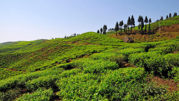 ५२ प्रतिशतले बढ्यो चिया निर्यात 