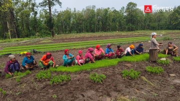 असारको मध्यसम्म कर्णालीमा २८ प्रतिशत रोपाइँ : आकाशको भरमा सिँचाइ, घट्दो उत्पादन
