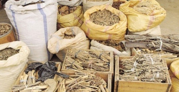 पूर्वी नाकाबाट मात्रै नेपालले भारतलाई बेच्यो ४ करोडको जडीबुटी, चिराइतो सबैभन्दा बढी