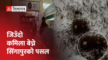 … जहाँ कमिलाको किनबेच हुन्छ (भिडियो)