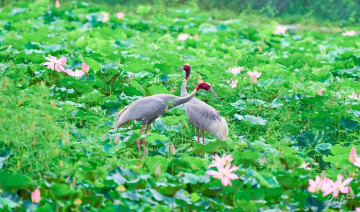 कान्तितालमा मोटरबोट सञ्चालनले चराको बासस्थान सङ्कटमा पर्ने