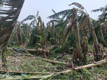 हावाहुरीले केराखेतीमा १३ लाख बराबरको क्षति
