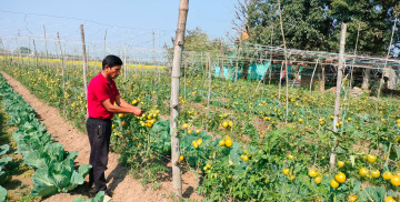 तरकारी खेतीमा रमाइरहेका सिद्धराज: पहिले रोजगारी खोज्दै भारत जान्थे, अहिले अरुलाई काम दिन्छन्