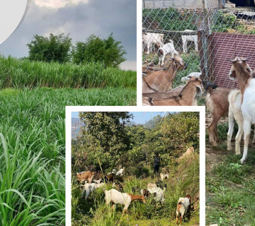 १५ वर्ष विदेश बसेर कमाएको पैसा कृषिमा, महिनैपिच्छे ७० हजार हातमा