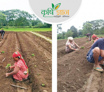 ट्राभल एजेन्सी बन्द गरेर बारी पसेका दीपकले कमाउँछन् महिनैपिच्छे एक लाख