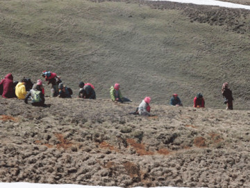 मनाङवासी यार्सागुम्बा टिप्न हिमाली भेगतर्फ