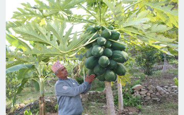 मेवा बेचेर मासिक डेढ लाख आम्दानी