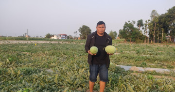 जनप्रतिनिधिको खरबुजा खेतीः सिंगापुर र साउदीमा ७ वर्ष बिताए, अहिले ९ जनालाई रोजगारी दिन्छन्