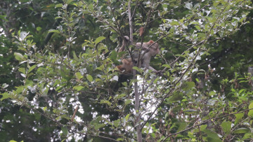 बाँदरले आतंक मच्चाउन थालेपछि घरै छोड्न थाले बागलुङका स्थानीय, भन्छन्– पकाएको खानासमेत खाइदिए
