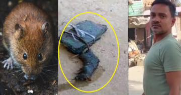 मुसालाई ढुंगामा बाँधेर पानीमा फ्याँक्ने भारतीय नागरिक जनावर हिंसामा जेल जान सक्ने