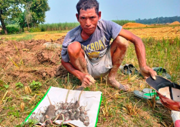 धानबाली भित्र्याएर फुर्सदिला भएका थारू मुसा मार्न व्यस्त