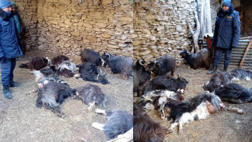 मुस्ताङमा हिउँचितुवाको आक्रमणबाट ९ च्याङ्ग्रा मारिए