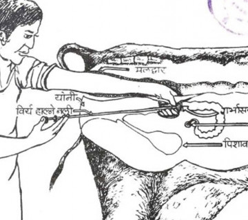 नस्ल सुधारपछि ब्याउने बाछाबाछीमा देखिन्छ भाले र पोथीको आधाआधा गुण