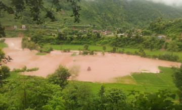 नुवाकोटमा बाढीले सयौँ रोपनी धानखेत बगरमा परिणत