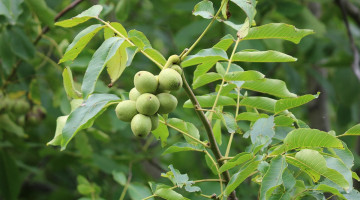 हाडे ओखरको बिरुवा दाँते भएपछि...