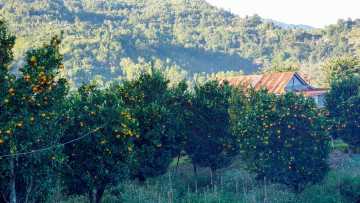 पाँचथरको कुरुम्बामा लटरम्म सुन्तला, किसान मख्ख (तस्वीरसहित)