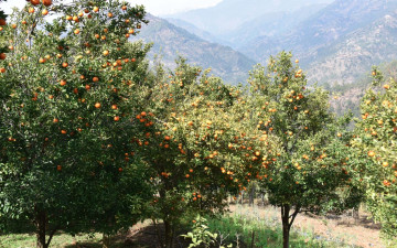 गुल्मीमा बढ्यो सुन्तला उत्पादन