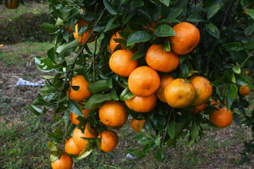 लटरम्म फलेको सुन्तला बगान (तस्वीरहरू)