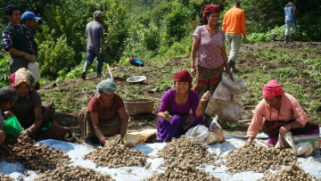 म्याग्दीमा ९ प्रतिशतले बढ्यो आलु उत्पादन