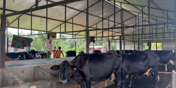 १३ वर्ष साउदी बसेर फर्केका टङ्कप्रसादले अचेल गाईभैँसी पालेर गाउँमै गर्छन् मनग्गे आम्दानी
